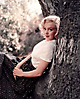 Marilyn Monroe (642)