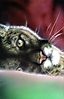 animal_mystic_covers_054